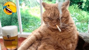 СУРОВЫЕ РУССКИЕ КОТЫ😼 ПРИКОЛЫ С ЖИВОТНЫМИ 2026😂  СМЕШНЫЕ КОШКИ и СОБАКИ😼🐶🐷