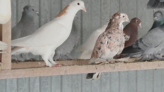 4.01.2025г Обзор Голубей у Отца на Кубани!!! смотреть онлайн