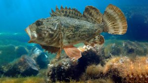 Ночные нырялки за скарпенами.