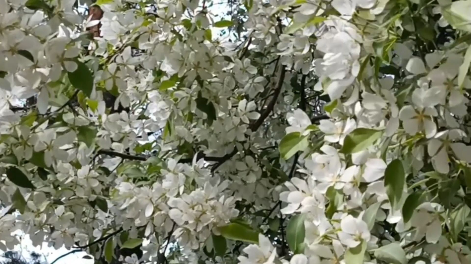 КОГДА ЯБЛОНИ ЦВЕТУТ смотреть онлайн