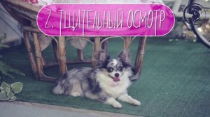 КЛЕЩИ У СОБАК. КАК ВЫТАЩИТЬ КЛЕЩА.