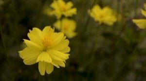 ИННА СУДАКОВА . КУРИЦА НАКРУТИЛА ЛАЙКИ