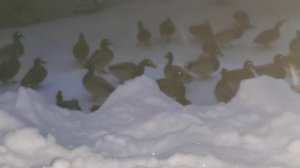 Утки в ГМЗ ПАВЛОВСК НОЧЬЮ