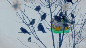 Январь скворцы прилетели
