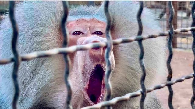 Елисей РЕВНУЕТ И НЕ ПОДПУСКАЕТ Люсю даже к нам! смотреть онлайн