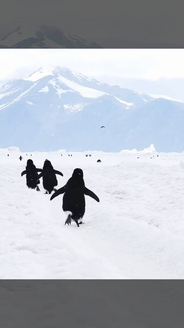 🐧🐧 смотреть онлайн