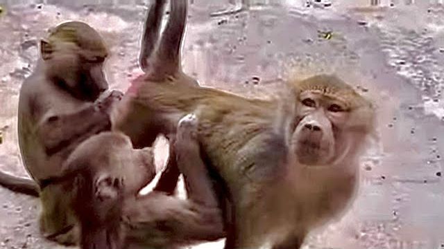 Люська учит Маню с Тосей ухаживать за ПРИНЦЕССОЙ пока я отвлекаю разбушевавшегося Степку) смотреть онлайн