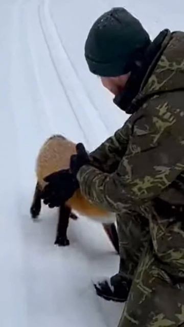 #shorts лиса смотреть онлайн