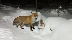 (1213) Лиса приходит в гости. Январь 2026