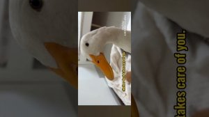 Мама кошка 🐱 мама гусыня  поменялись детками😇