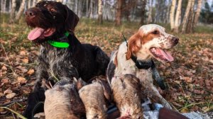 Осенняя охота на вальдшнепа 2025