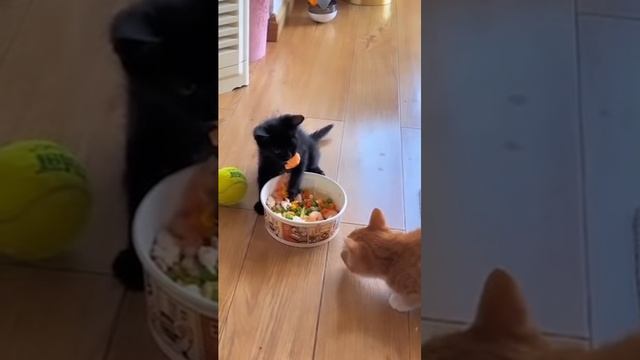 181 Самые смешные животные. Приколы с котами и собаками