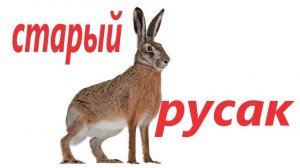 охота на старого русака