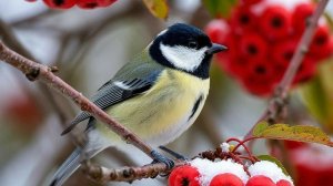 Жизнь в деревне: Картошка фри на ужин. Хорошая погода, прогулялись