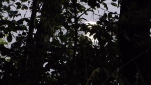 Ренат Харис Певчая ночь