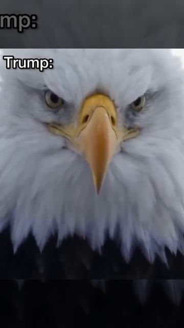 Трамп выложил ролик, почему он пленил Мадуро