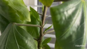 Сестра подарила подарок и он цветет каждую неделю