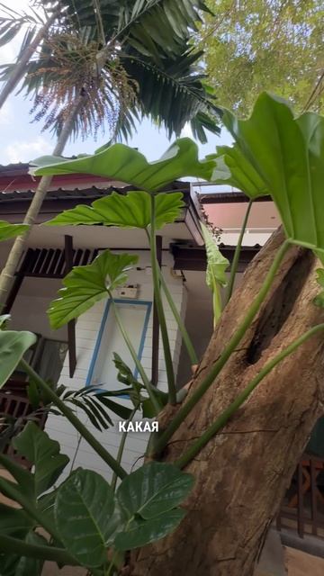 Филодендрон в естественной среде смотреть онлайн