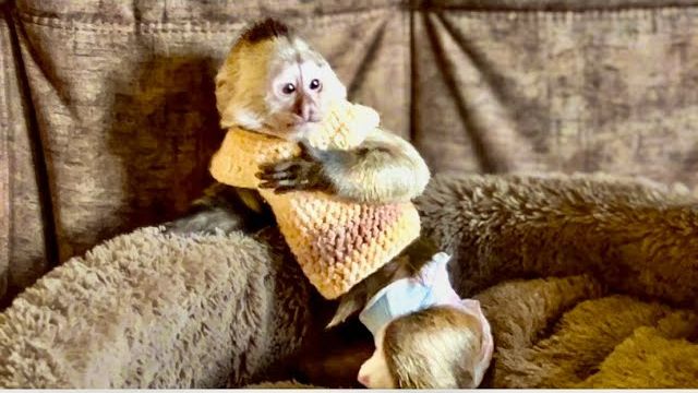 Финик В ШОКЕ ОТ ПРОДЕЛОК Анфисы «Девочки, уймите вашу мать»!)) смотреть онлайн