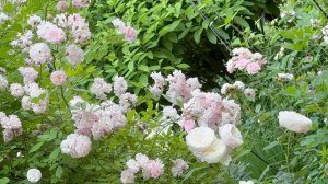 Июль в Саду 20 июля 2025 часть 2