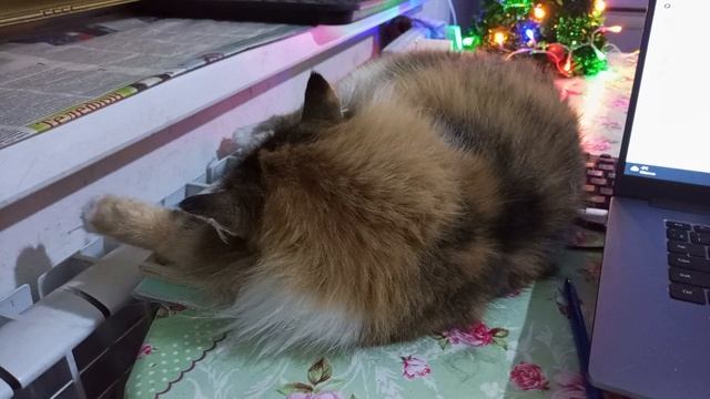 Муся помогает отвечать на комментарии. смотреть онлайн