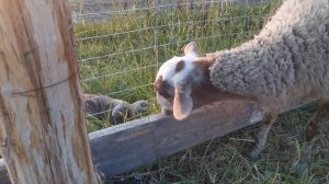 Катумские овцы первый опыт