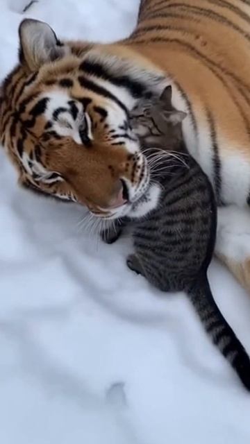 #shorts кот и тигр смотреть онлайн