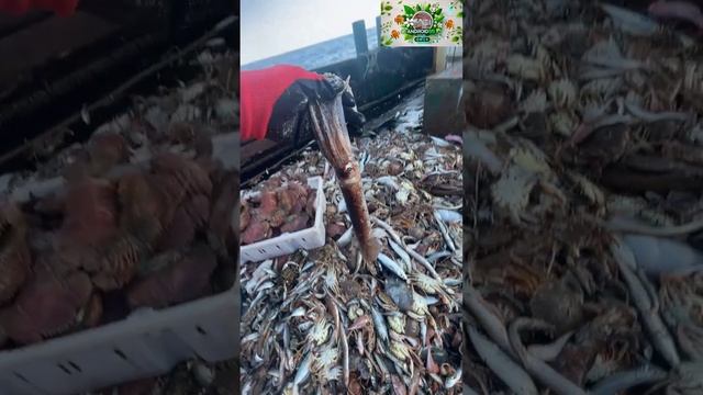 Рыбалка и разнообразный улов😲🤪 смотреть онлайн