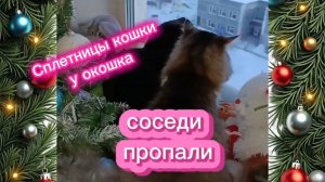 Кошки с озвучкой. СОСЕДИ ПРОПАЛИ.