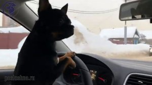 ЗООТАКСИ. ПЕРЕВОЗКА СОБАК ПО РФ.