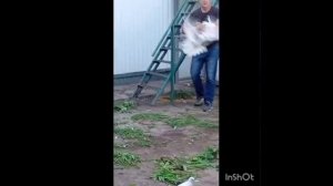 ТГ Регулярного Василия И.