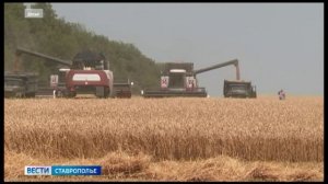Аграрии Ставрополья собрали рекордные объемы зерновых культур