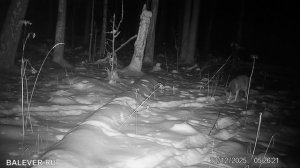 Видео с фотоловушки