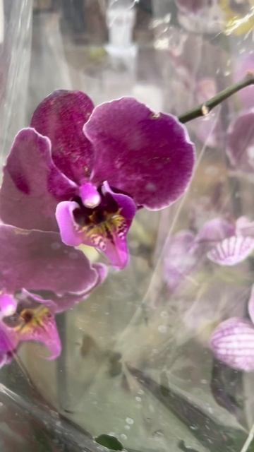 Орхидеи в Евроспаре. Москва. Январь 2026 смотреть онлайн