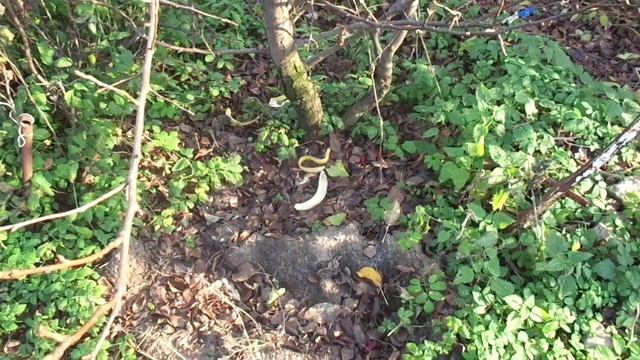 СОВЕТЫ ПО ВЫРАЩИВАНИЮ ГРУШИ смотреть онлайн