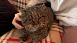 ДНЕВНИК лесного кота БАРСИКА: «Кошачьи нежности!»  - 4 января 2026 года