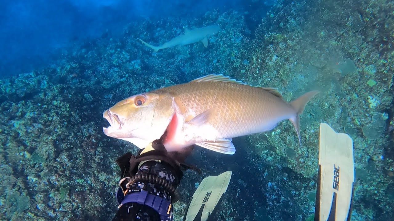 Подводная охота / Синий тревалли, который нравится даже акулам. / Пятнистый групер, каменная рыба... смотреть онлайн
