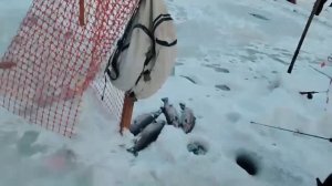 04.01.26 г. РК Волна