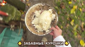 Забавные курочки несушки на сельском подворье 🤗😂😜 (69)