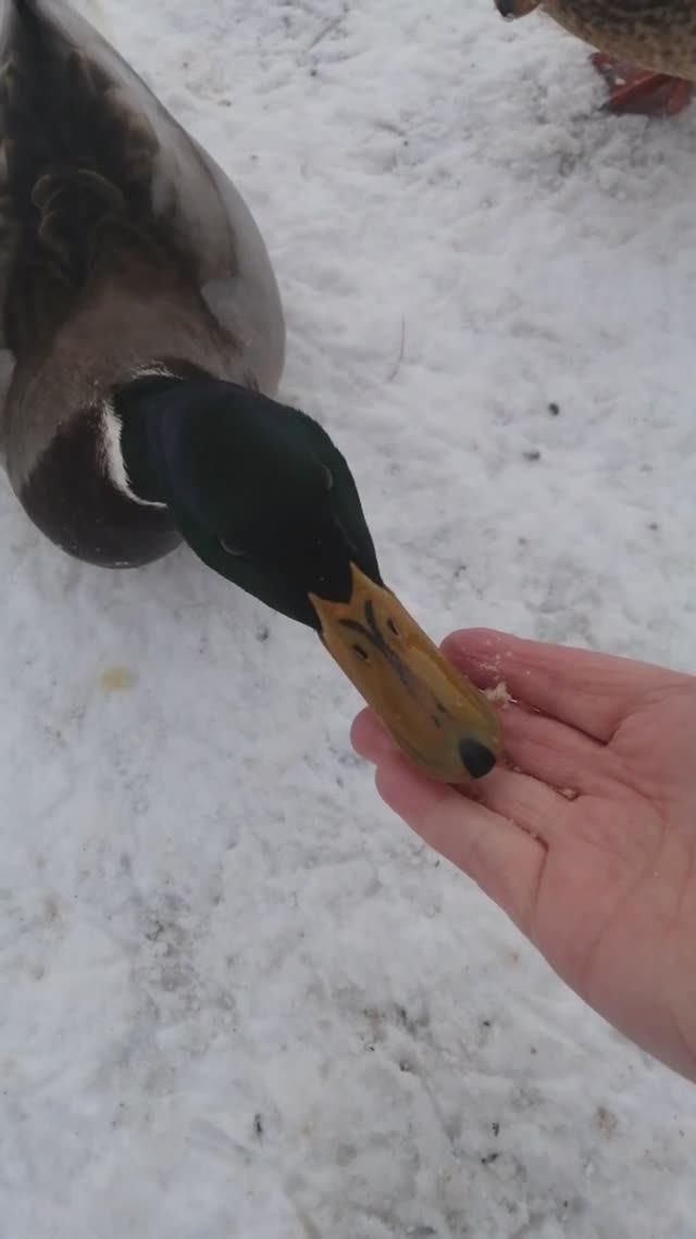 УТКИ НЕ УЛЕТЕЛИ НА ЮГ! ИХ И ЗДЕСЬ НЕ ПЛОХО КОРМЯТ))) смотреть онлайн