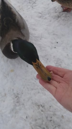 УТКИ НЕ УЛЕТЕЛИ НА ЮГ! ИХ И ЗДЕСЬ НЕ ПЛОХО КОРМЯТ)))