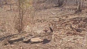 Черничники ночуют в диких племенах в Африке. Каньоны, ?