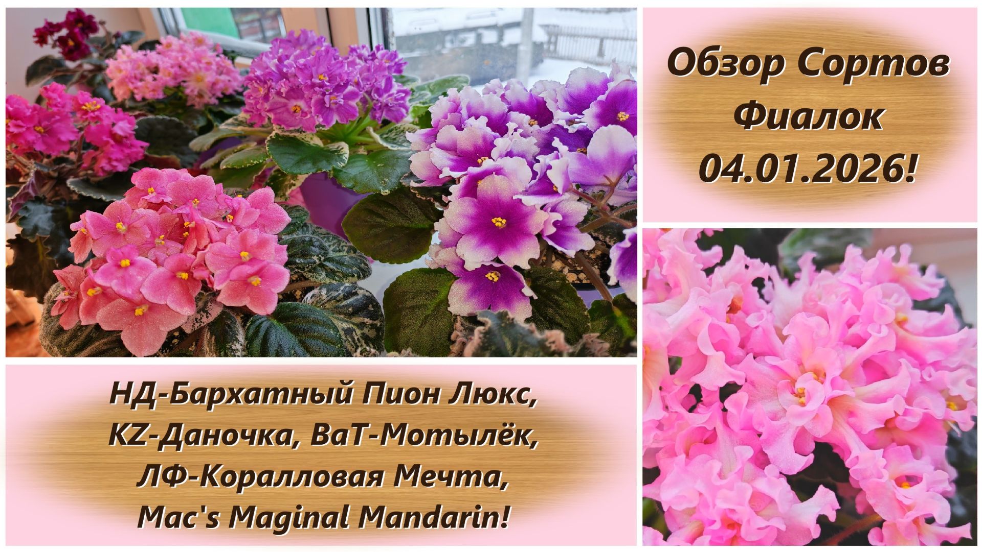 Обзор Сортов Фиалок 04.01.2026! смотреть онлайн