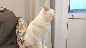 Московский кот