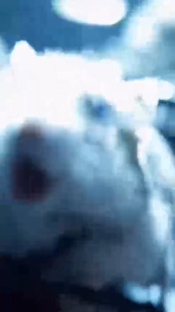 Хомячий рок Пушка смотреть онлайн