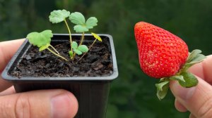 🍓 Cómo Sembrar Fresas del Mercado, para Aumentar la Producción en Casa.