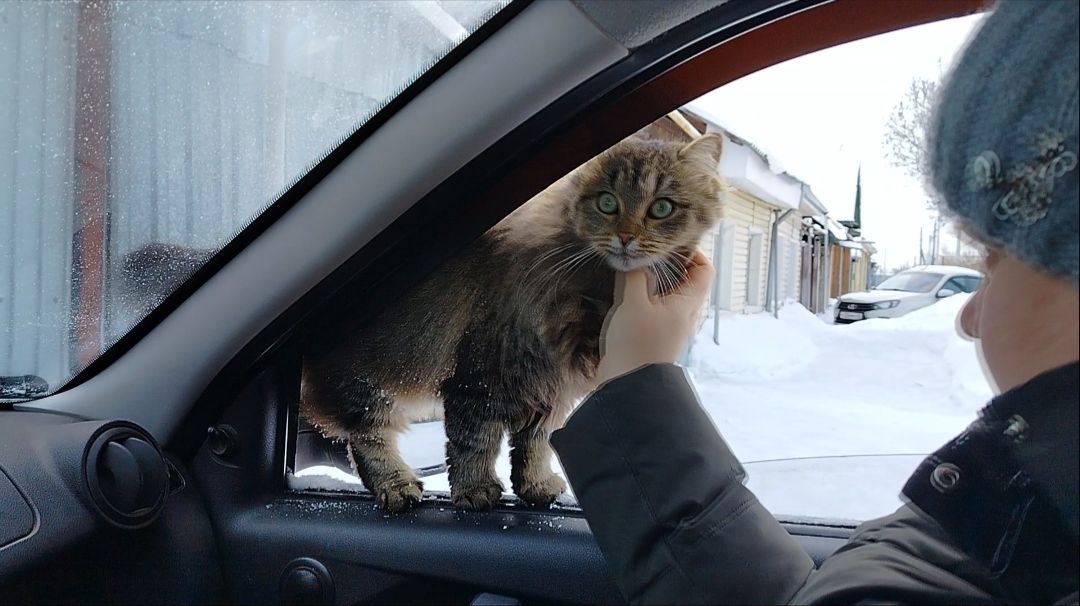 ИСТОРИЯ О ТОМ, КАК МЫ ПОЕХАЛИ В МАГАЗИН ЗА ПРОДУКТАМИ / ОДНАЖДЫ В ШАДРИНСКЕ смотреть онлайн