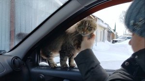 ИСТОРИЯ О ТОМ, КАК МЫ ПОЕХАЛИ В МАГАЗИН ЗА ПРОДУКТАМИ / ОДНАЖДЫ В ШАДРИНСКЕ