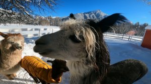 Альпаки.Архыз.Зима.