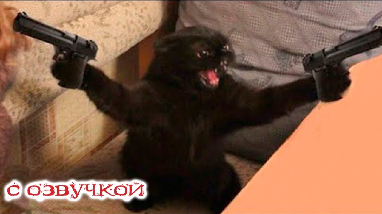 ПРИКОЛЫ С КОТАМИ! Смешные ЖИВОТНЫЕ с озвучкой! Смешные коты! смотреть онлайн